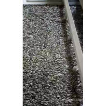 Long shape Raw Sunflower Seeds 361 for sprouting